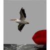 Schmeltzer Pelican Wall Decal Cutout 38"x48"