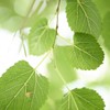 Domestic mulberry leaf powder 100% Gochang mulberry leaf 500g /