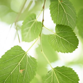 Domestic mulberry leaf powder 100% Gochang mulberry leaf 500g / 국산 뽕잎 가루 분말 100% 고창 뽕나무잎 500g