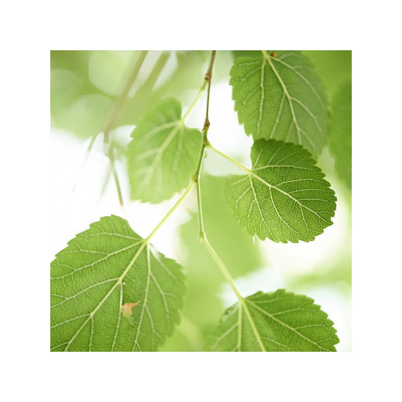 Domestic mulberry leaf powder 100% Gochang mulberry leaf 500g /