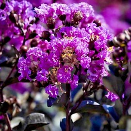 from my,"Brooklyn Botanical Gardens Club" 30 Seeds Purple CREPE MYRTLE Lagerstroemia Indica Flowering Shrub-Like Tree