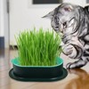 FENGQQKJ Pack of 3 Cat Grass Planter Catnip Cat Grass