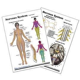 Nervous System Support Card