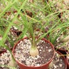 Beaucarnea Recurvata 'Ponytail Palm' - 20 Seeds - Unique Indoor/Outdoor
