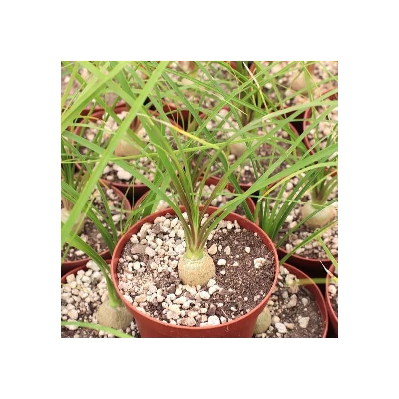 Beaucarnea Recurvata 'Ponytail Palm' - 20 Seeds - Unique Indoor/Outdoor