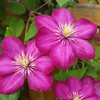 Pink Clematis Vine Plants Live in 2.5 Inch Pot, Clematis