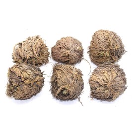 Govinda - Rose of Jericho Flower - Pack of 6