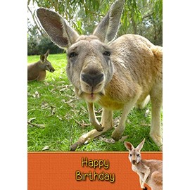 Kangaroo Birthday Card