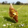 2Pcs Chicken Leashes and Harnesses Set, Adjustable Duck Harness and