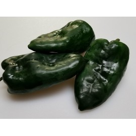 Ancho Gigantea Pepper 10+ Seeds