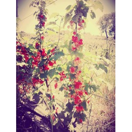 SIGI Azienda Agricola Plums in Amaretto Syrup | Free of Food Dyes, Preservatives and Chemical Additives | 100% Artisanal and Natural | Handmade and Made in Italy | Jar 540gr.