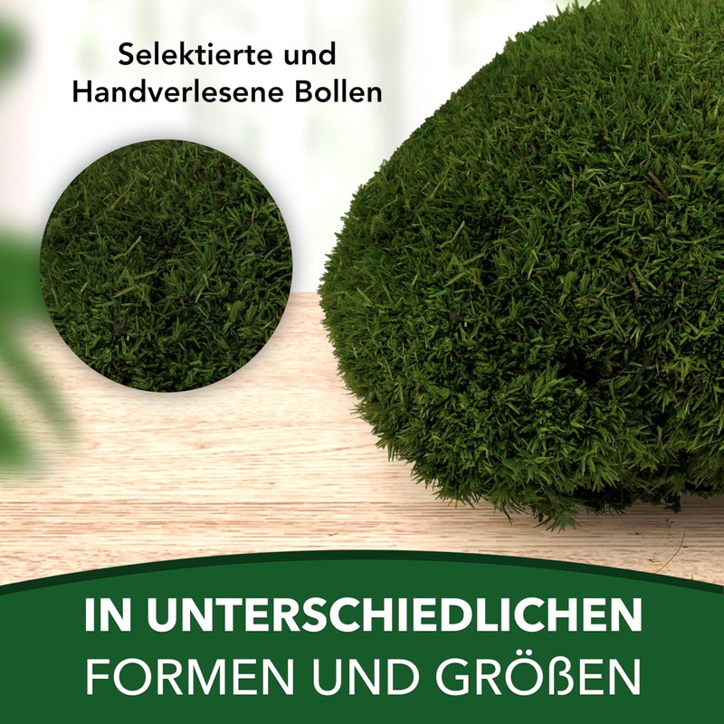 sphagnum-shop.com Bollenmoos preserved for moss pictures, decorative moss, premium quality,