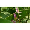 Pink Flowering Banana 10 Seeds Musa Velutina Perfect Tropical
