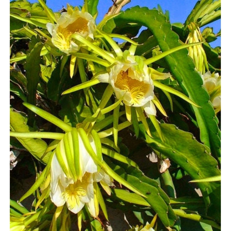 Seed-Top 250 Dragon Seeds Mix Pitahaya Rare varieties pitaya Easily