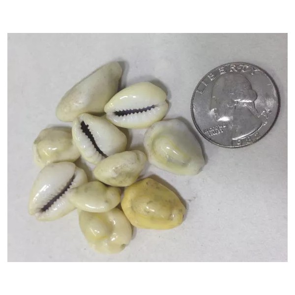 Unbranded Beads Cowrie Shell Bag of 10 Craft Shell