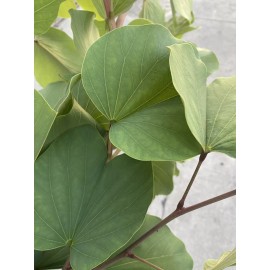 100% Pure Pata de Vaca 3oz Te Natural 🌿 Organic 🌿 Potente 🌿 y Nutritiva 🌿 hierbas 🌿