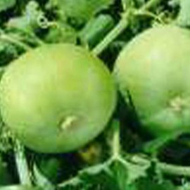 Gourd Seeds - Tinda - 3 g Packet ~36 Seeds - Non-GMO, Heirloom - Asian Garden Vegetable