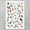 Where's Wildlife Backyard Birds of Connecticut - Laminated Bird Identification
