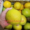 Sarahida 10 Seeds Gigant Lemons Organic Citrus Tree From Florida