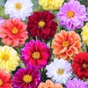 NIKA SEEDS - Seeds Flowers Dahlia Double Mix Annual -