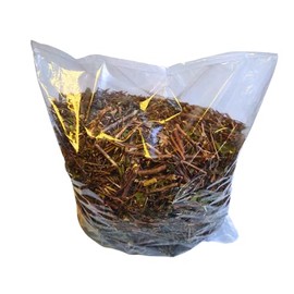 Genérico Té Moronel Natural Planta de la Vida, Auténtico, Orgánico, Planta Natural. (300GR)