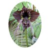 Black BAT Flower Tacca chantrieri Live Plant Unusual Indoor Deep