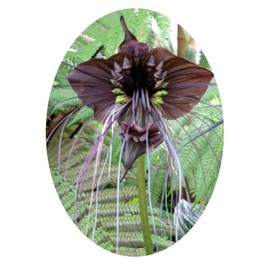 Black BAT Flower Tacca chantrieri Live Plant Unusual Indoor Deep Shade Bloom Rare Collector Rooted Growing Starter Size 4 Inch Pot Emerald R