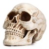 READAEER Resin Skull, Human Head Model for Home Decoration, Halloween