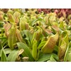Nepenthes Sanguinea Pitcher Plant - Live Carnivorous - Beginner Friendly