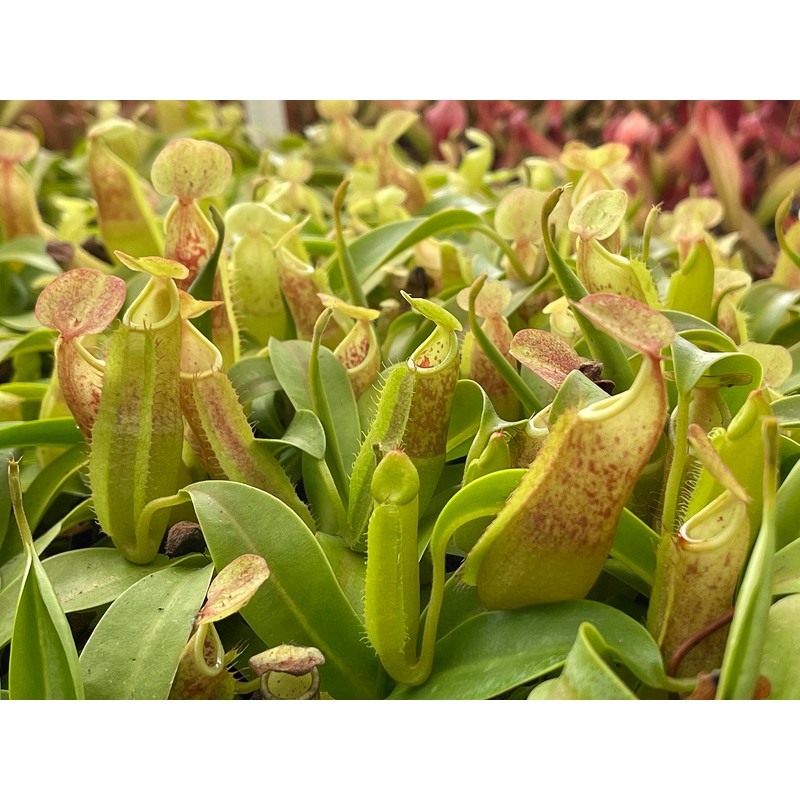 Nepenthes Sanguinea Pitcher Plant - Live Carnivorous - Beginner Friendly