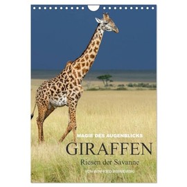 Magie des Augenblicks - Giraffen - Riesen der Savanne (Wandkalender 2026 DIN A4 hoch), CALVENDO Monatskalender: Eindrucksvolle Bilder von Giraffen, ... von Winfried Wisniewski (CALVENDO Tiere)