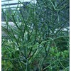 Pencil Cactus 10 Fresh Cuttings Euphorbia tirucalli, Succulent, fFn Plant