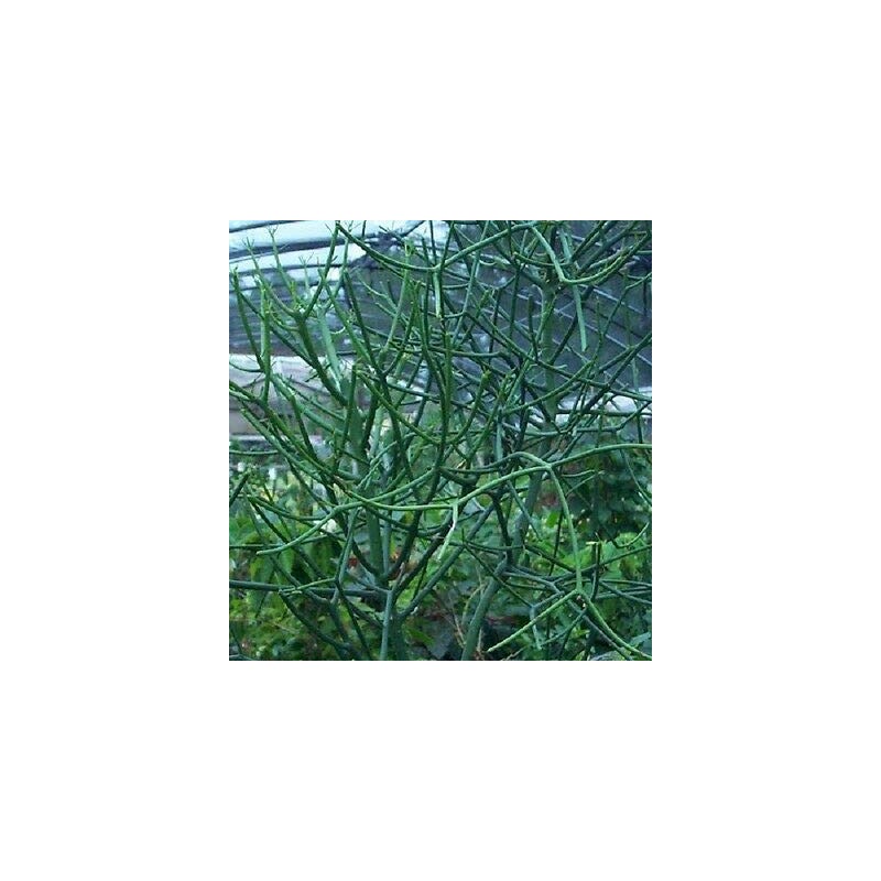 Pencil Cactus 10 Fresh Cuttings Euphorbia tirucalli, Succulent, fFn Plant