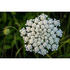Queen Anne's Lace Seeds for Planting - 250 Seeds - Made in USA, Ships from Iowa. Rare and Hard to Find