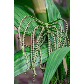 ArtExpert Flower of a Chamaedorea palm tree by Lisa S. Engelbrecht -