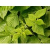 Health Embassy Raspberry Leaf (Rubus idaeus) Tea (50g)