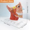 EVOTECH SCIENTIFIC Human Cranial and Autonomic Nerves Anatomical Model, Life