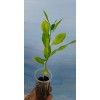 Unbranded Organic Lemon Tree Seedling 7+inch tall Starter Plant