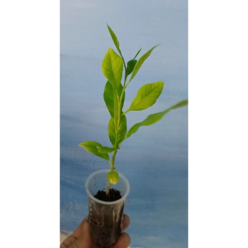 Unbranded Organic Lemon Tree Seedling 7+inch tall Starter Plant
