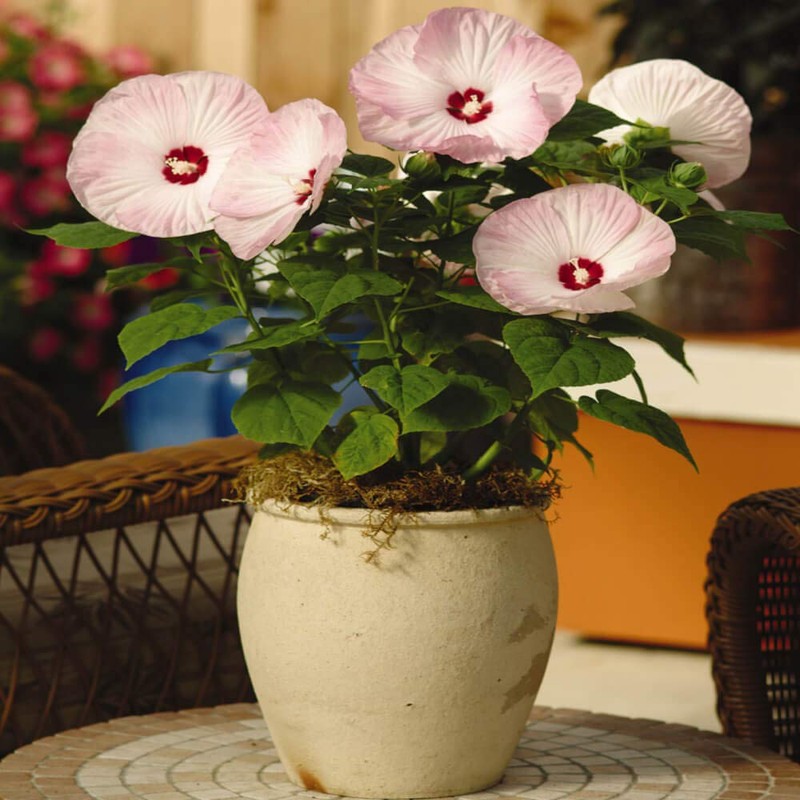 Outsidepride Hibiscus Luna Pink Swirl Flower Seeds - 20 Seeds