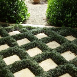 Dwarf Mondo Grass | 1 Large Gallon Size Plant | Ophiopogon Japonicus Nanus | Live Evergreen Shade Loving Groundcover