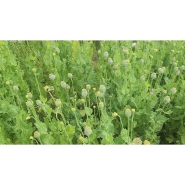 The TRUE Izmir Bush Poppy (Papaver S.) 1500 Seeds