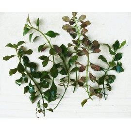 Mainam Ludwigia Repens Bunch Live Aquarium Plants Red Fresh Tropical Water Aquatic Plants