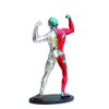 Anatomy - muscle and skeleton model