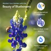 Created By Nature Texas Bluebonnet Seeds, 750+ Wildflower Seeds, Texas