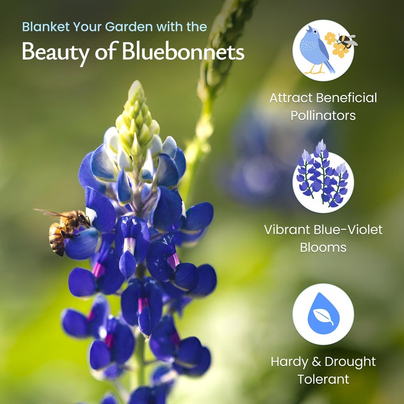 Created By Nature Texas Bluebonnet Seeds, 750+ Wildflower Seeds, Texas