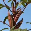 Fresh 50+ Red Burgundy Okra Seeds - NON GMO --