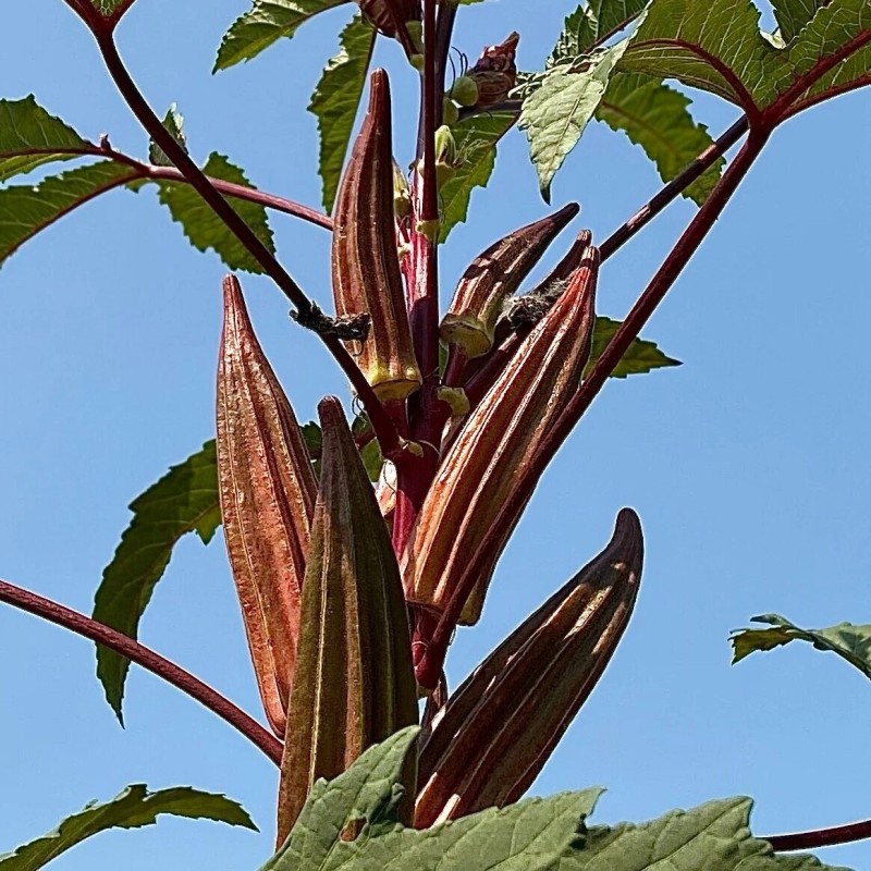 Fresh 50+ Red Burgundy Okra Seeds - NON GMO --
