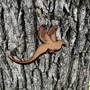 HipFlaskPlus Pheasant - Cedar Ornament