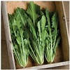 David's Garden Seeds Leafy Greens Chicory Dandelion Catalogna Special 100